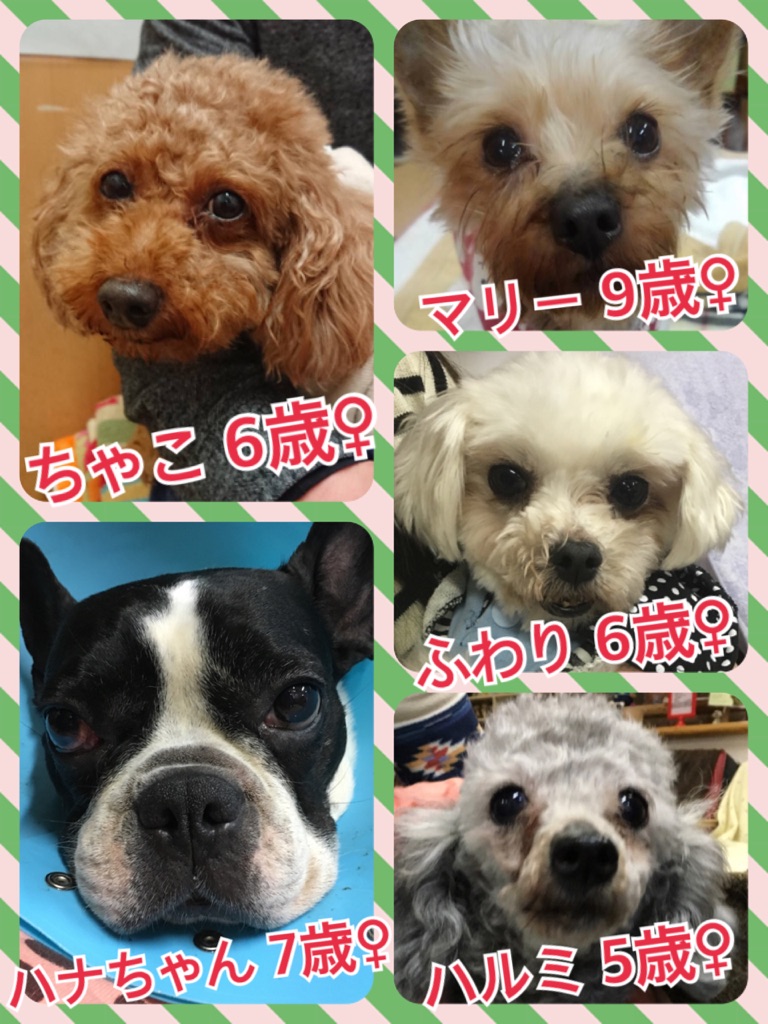 今日の里親募集中メンバーたち🐶